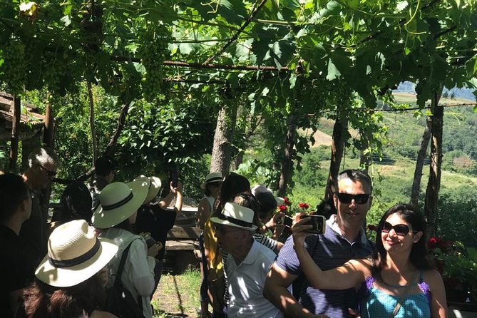 Full-Day Chianti Tour by Vespa Scooter from San Gimignano - Casale dello Sparviero: Wine Tasting in a Cypress Alley