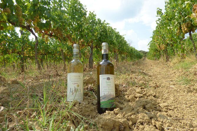 Gourmet Wine Tour San Gimignano Wine Tasting - San Quirico Winery - Key highlights you should care about