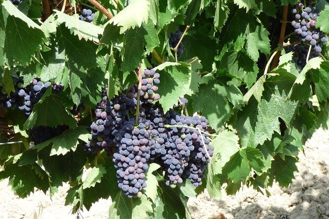 Gourmet Wine Tour San Gimignano Wine Tasting - San Quirico Winery - The tasting: four Tuscan wines, plus food that doesn’t just sit there