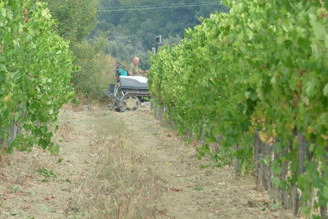 Gourmet Wine Tour San Gimignano Wine Tasting - San Quirico Winery - Food and pacing: what you should expect to eat