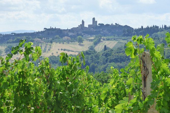 Gourmet Wine Tour San Gimignano Wine Tasting - San Quirico Winery - Private tutoring: what you gain from a smaller-group tasting