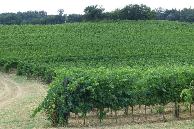 Gourmet Wine Tour San Gimignano Wine Tasting - San Quirico Winery - Wine store stop: tasting is one thing, buying is another