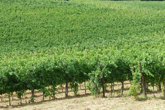 Gourmet Wine Tour San Gimignano Wine Tasting - San Quirico Winery - Price and value for a 45-minute Tuscan wine session