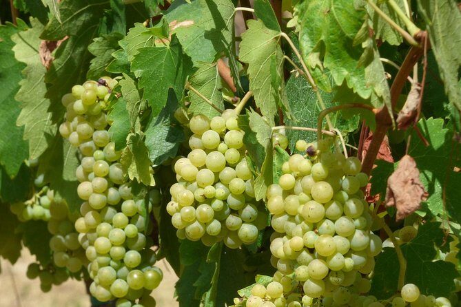 Gourmet Wine Tour San Gimignano Wine Tasting - San Quirico Winery - The 45-minute plan: cellar tour and winemaking basics