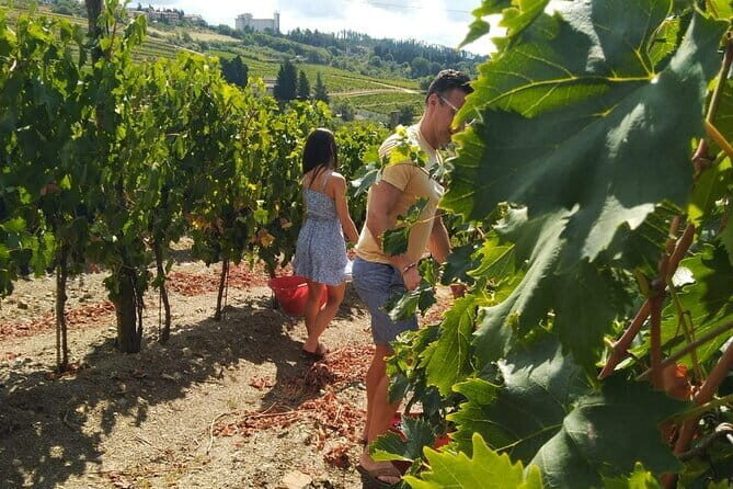 Grape Stomping and Wine Tasting in Tuscany - Lunch in Tuscany: aperitivo, main course, and a dessert that can change