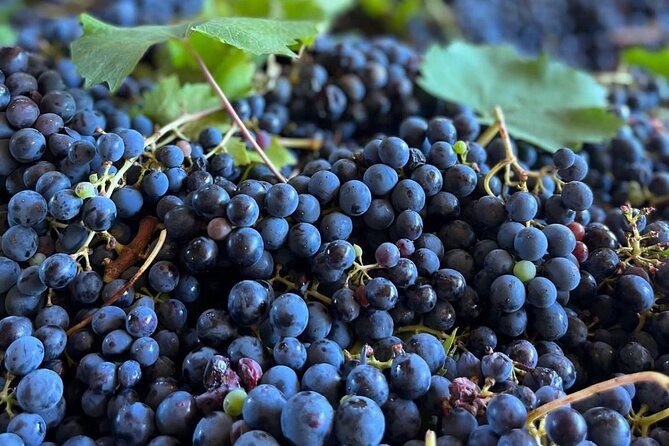 Grape Stomping Experience and Wine Tasting - Key points you’ll actually care about