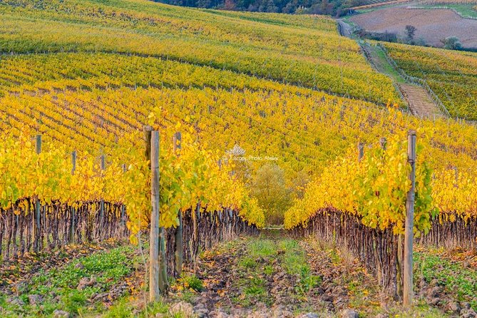 Guided tour in San Miniato and wine tasting! - Meet at Piazza Dante Alighieri (and get your bearings fast)