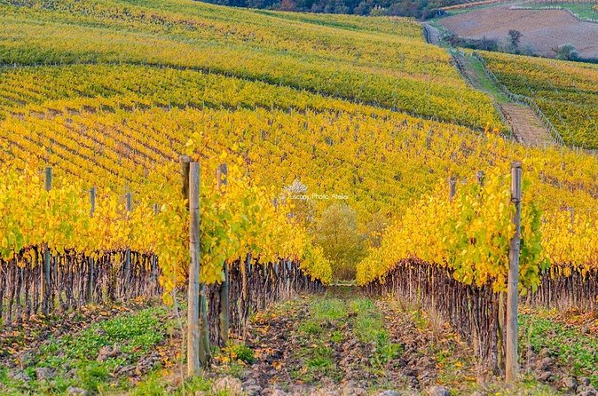 Guided tour in San Miniato and wine tasting! - Quick practical advice before you go