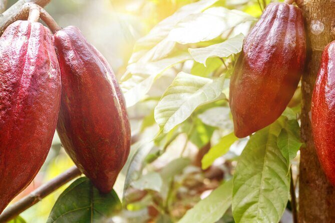 Guided tour of the Artisan Chocolate Factory in Tuscany - Cocoa sourcing from Nicaragua: La Dalia and Matiguas