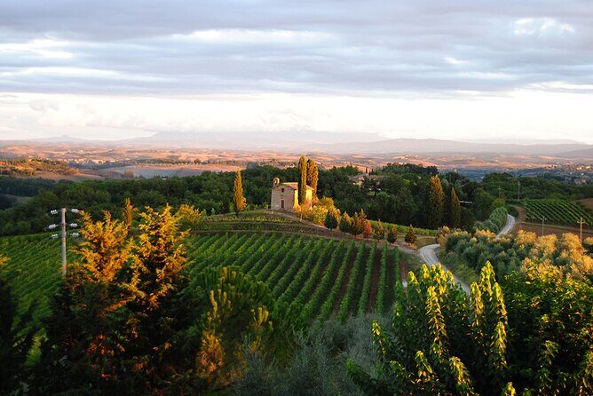 Guided tour of the cellars with wine tasting and lunch - San Giorgio a Lapi: a family vineyard outside Siena