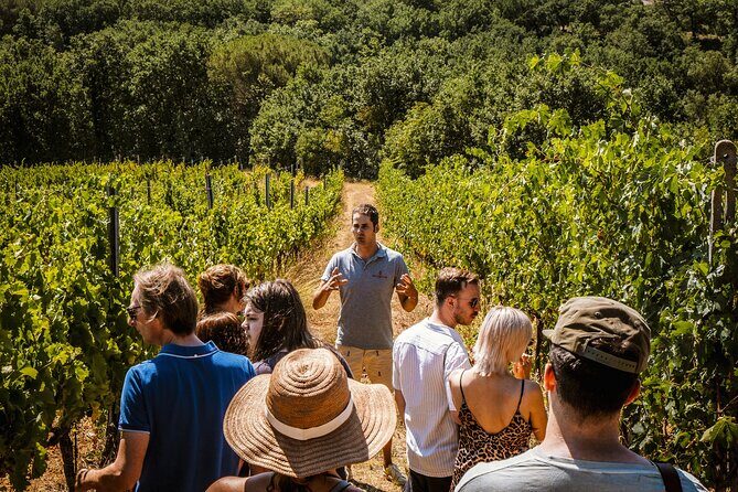 Guided tour of the cellars with wine tasting and lunch - Price and value: why $77.89 feels fair here