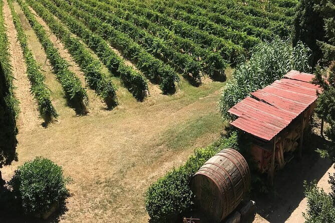 Guided tour with wine tasting and local organic products - The production tour: vineyards, old spaces, and what you’re meant to notice