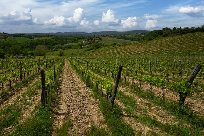 Guided Winery Tour and Wine Tasting in Siena - Small-Group Energy: Why Up to 12 Matters