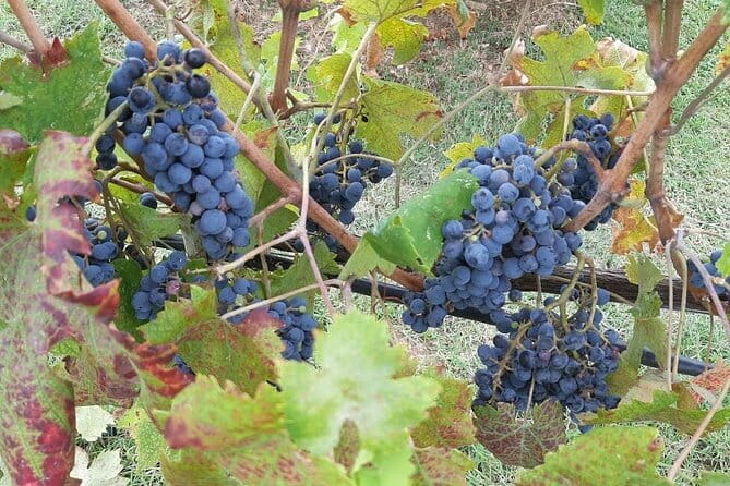 HALF-DAY: Chianti Classic Tour with Wine Experience & visit of San Gimignano - From Via Curtatone to the Chianti Hills: Starting Smooth in Florence