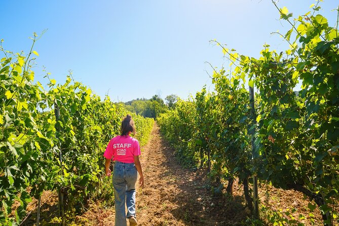 Half-day Experience to San Gimignano Hills with Picnic and Wine - The Florence-to-San Gimignano hills drive you can actually enjoy