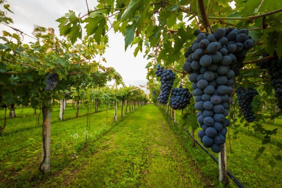 Half-day Hills Experience to San Gimignano with Pic Nic Wine - Free time in San Gimignano: use it smart, not rushed