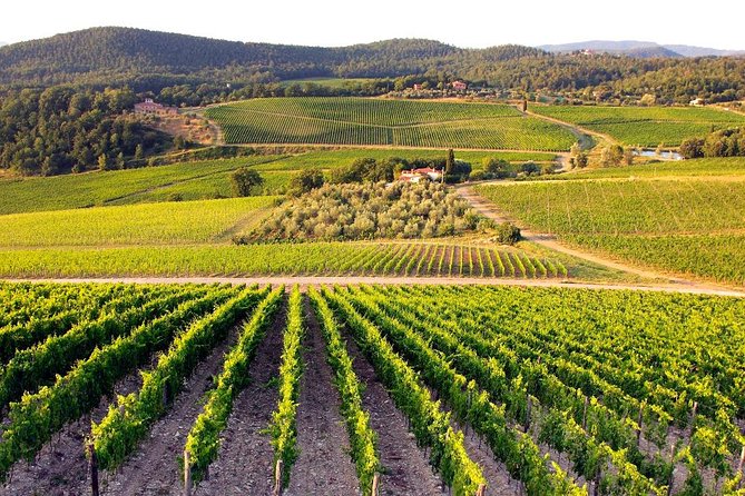 Half Day Tour Chianti Winery with San Gimignano - San Gimignano stop (1 hour 45 minutes): towers, Vernaccia, and gelato time