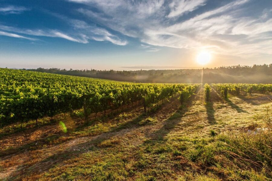 Half-Day Tour from Florence: Chianti Colors & Flavors - Comfort, Photos, and Small Planning Moves That Pay Off