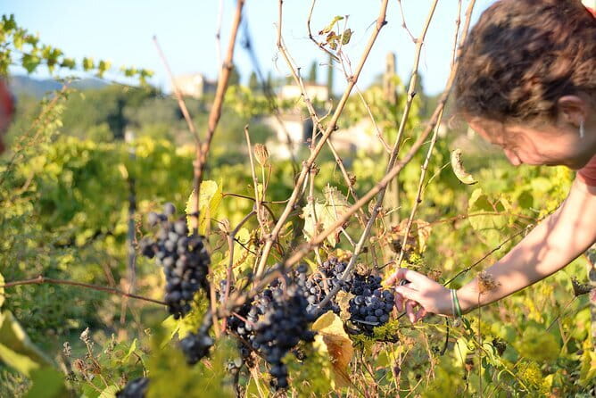 Hike & Wine Tour - The Estate Visit: Where Olive Oil and Local Farming Stories Meet