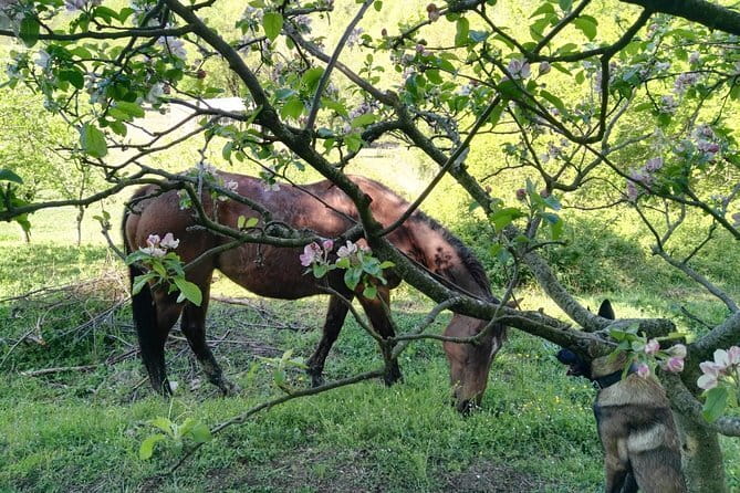 Horse ride in the Mugello (transfer from / to Florence) and Tuscan aperitif - Getting to Mugello from Florence: Private transfer that keeps you on time