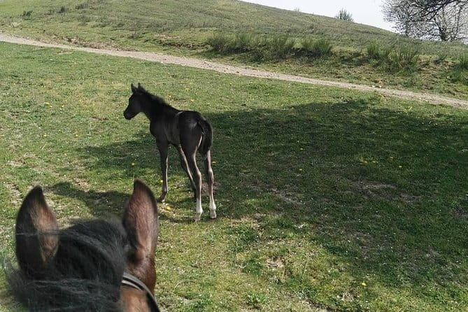 Horse ride in the Mugello (transfer from / to Florence) and Tuscan aperitif - Tuscan aperitif after the ride: cold cuts, cheeses, wine, and real rest