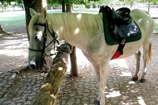 Horse Riding Small Group near Lucca - What’s included (and what you’re responsible for)