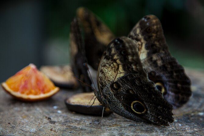 House of the Butterflies of the Collodi Pinocchio Polycentric Park - Key highlights at a glance