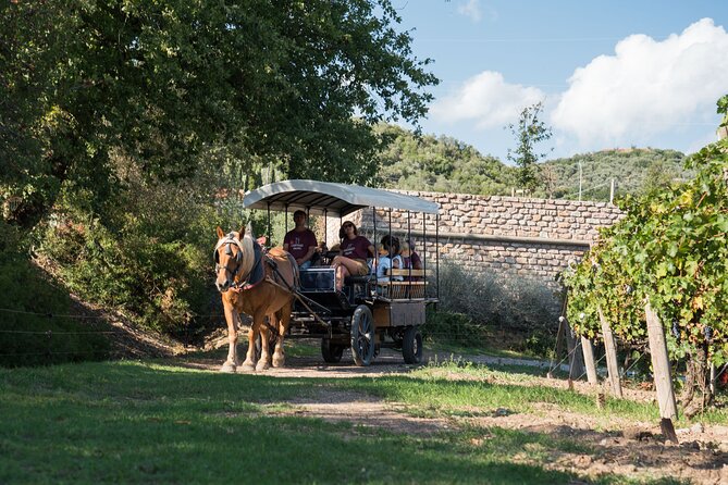 In a carriage among the vineyards, visit of the cellar, tasting of organic wines. - The Tasting of 3 Casadei Wines with Local Artisan Products