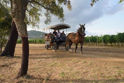 In a carriage among the vineyards, visit of the cellar, tasting of organic wines. - Inside the Cellar: Barrel Rooms and Amphorae You Can See Up Close