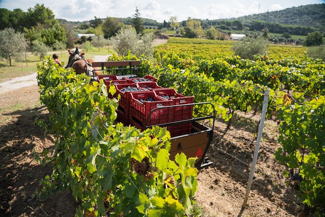 In a carriage among the vineyards, visit of the cellar, tasting of organic wines. - Price and Value: What $89.01 Buys You in Real Tuscany Terms