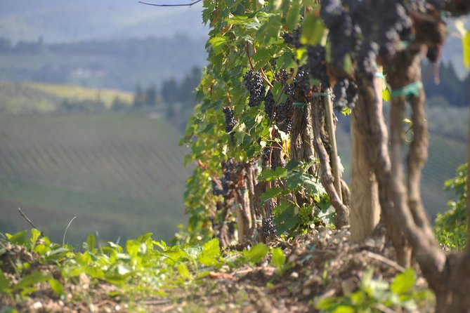 It's Wine Time! 2 wineries & farm-to-table lunch—max 8 pp - Stop Two and Lunch: Where the Farm-to-Table Part Changes the Mood