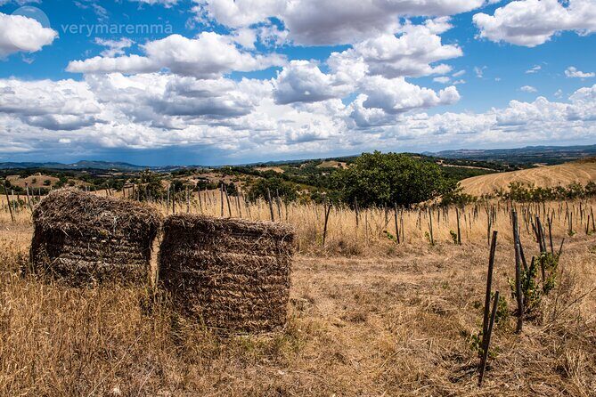 La Maliosa Farm Experience & Wine Tasting - Bruschetta and EVO Oil: Why This Tasting Isn’t Just About Wine