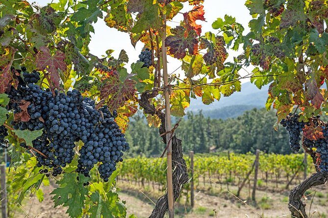 Lucca: self-guided bike tour + picnic in the vineyards - E-bike vs trekking bike: Choosing the right effort level