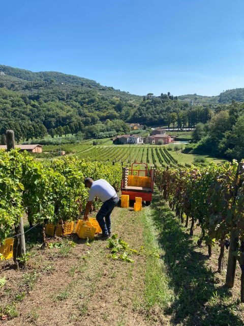 Lucca Tour & Pisa Tower + Wine Tasting by van from Livorno - Who This Tour Suits (And Who Might Want a Different Option)