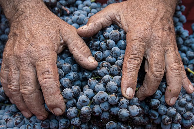Montalcino: Brunello Wine Tasting Experience - Bread sticks, not a full meal: plan what to eat before or after