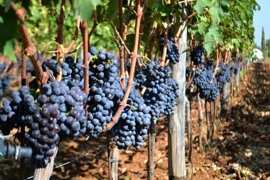 Montalcino: Small-Group Brunello Wine Tour from Florence - Rosso and Brunello tastings: learning how to taste on purpose