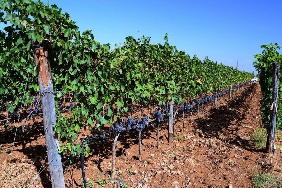 Montalcino: Small-Group Brunello Wine Tour from Florence - Transportation and comfort: air-conditioned van, long hours, no shortcuts