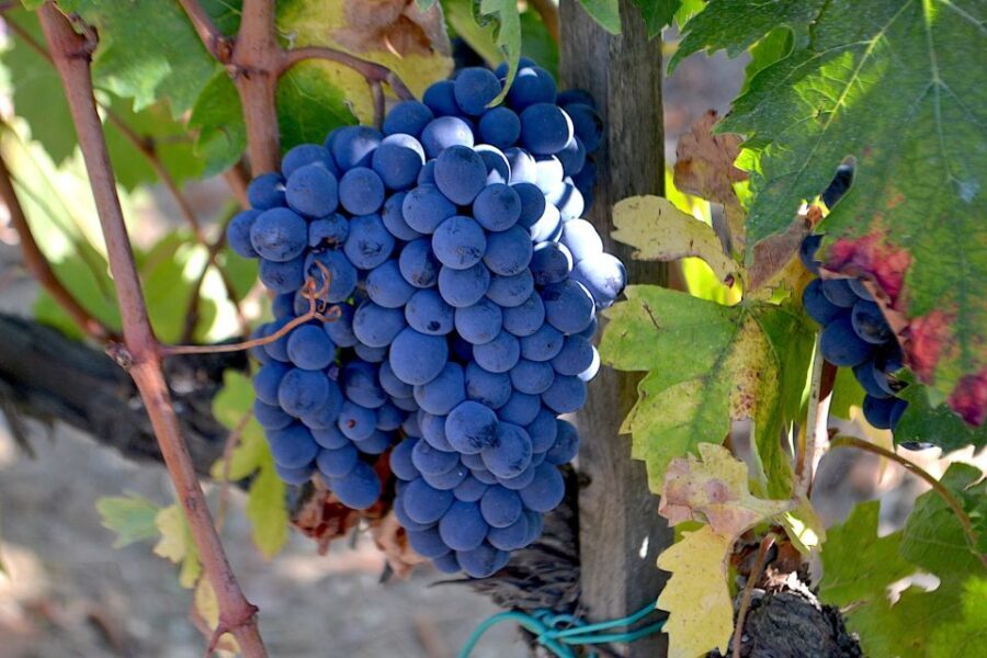 Montalcino: Small-Group Brunello Wine Tour from Florence - Getting from Florence to Montalcino: time in the van counts