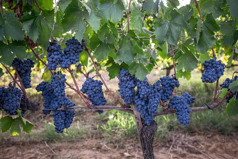 Montalcino: Vinyard Tour with Vertical Brunello Tasting - English or Italian guide: what private really means here