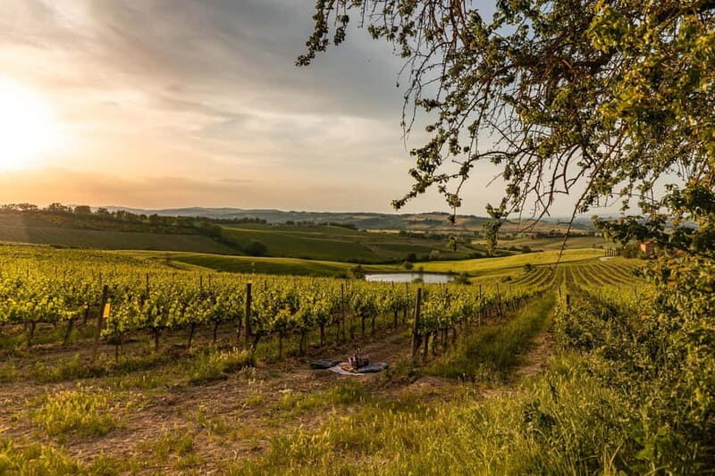 Montalcino: Wine Tasting and Tuscan Lunch - What This Montalcino Wine-and-Lunch Tour Really Delivers