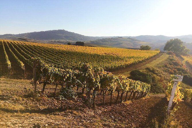 Montalcino wine tour - San Carlo Estate and Conti Costanti: Two Flavors of Tradition