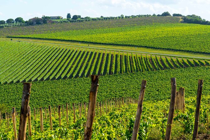 Montecarlo and Wine Tasting from Lucca Private Tour - Food tasting and pairing: what’s included and how to make it satisfying