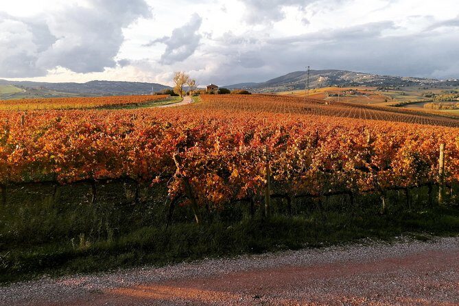 Montefalco: Historic cellar and vineyard tour with wine tasting - Sagrantino Area Context: What You Should Know Before Your First Sip