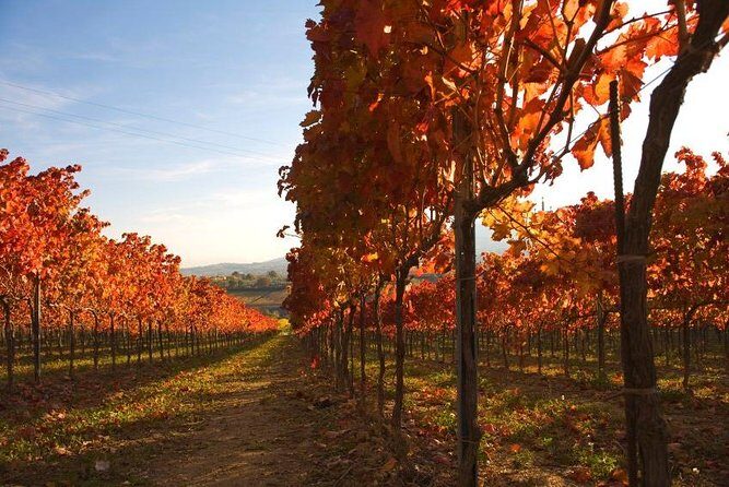 Montefalco: Winery and Oil Mill Tour in with Light Lunch - Olive grove photos and the oil mill story