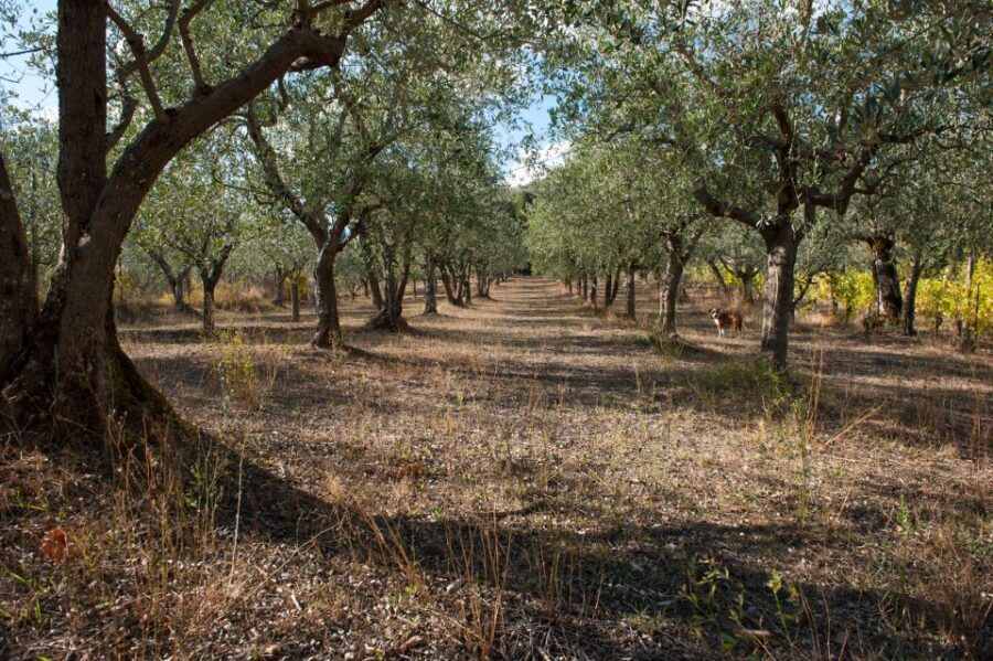 Montepulciano: Cinta Senese Tour With Food Tasting - Lunch Menu Details: Crostino, Aglione Bruschetta, Ribollita, and More