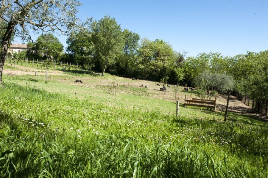 Montepulciano: Cinta Senese Tour With Food Tasting - Roberto’s Farm: Organic Practices and Animal Life