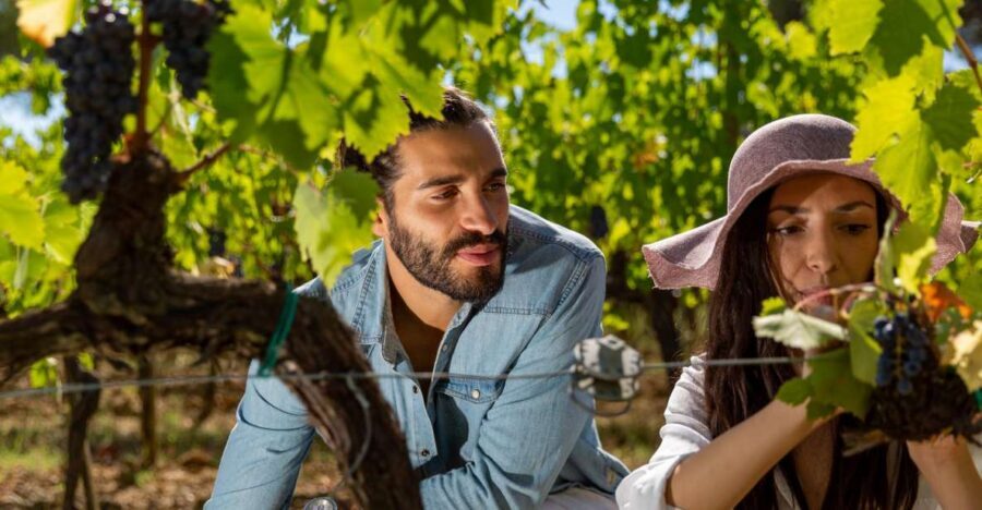 Montepulciano: Wine Tasting with typical Tuscan Cold Cuts - Key things you’ll notice on this Montepulciano wine tasting