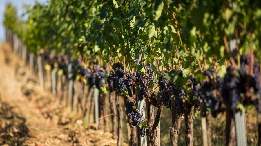 Montepulciano: Wine Tasting with typical Tuscan Cold Cuts - Why the 1.5-hour format feels like real travel value