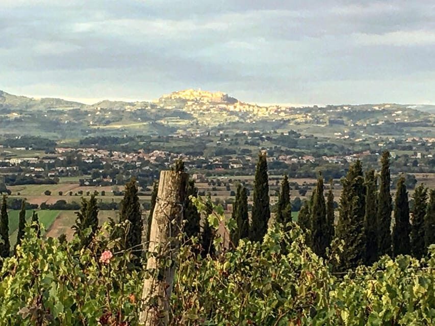 Montepulciano: Wine Tour and tasting - Vineyards around Valdichiana: where the tasting story starts