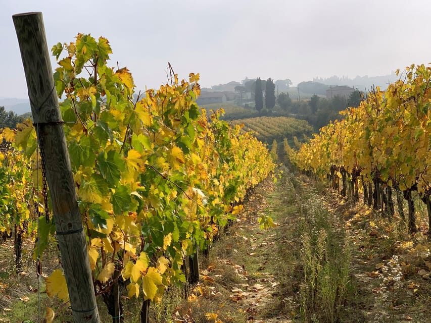 Montepulciano: Wine Tour and tasting - Vino Nobile di Montepulciano DOCG: what the guide explains in plain language